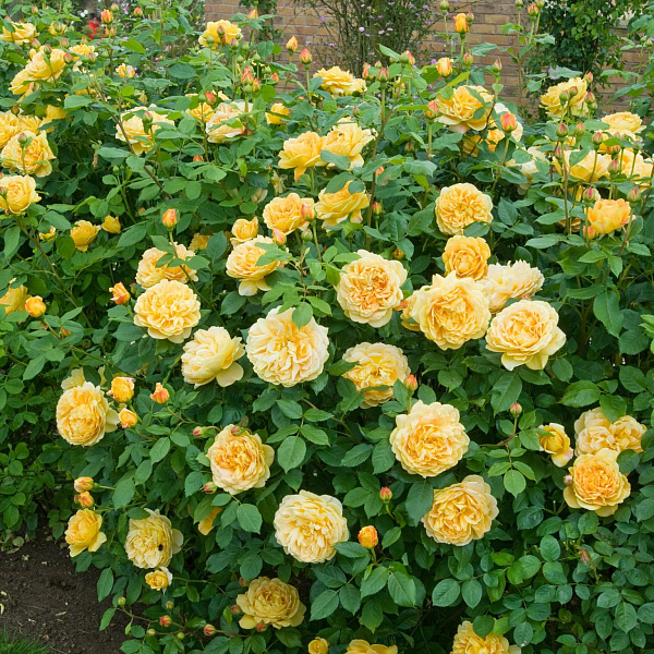 Роза английская парковая Голден Селебрейшен фото 2 