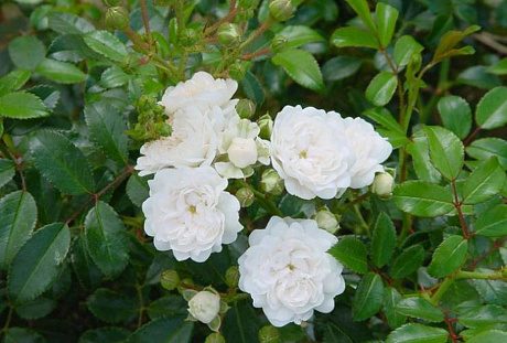 Роза почвопокровная Вайт Фэйри фото Роза почвопокровная Вайт Фэйри 